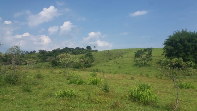 Vendo Excelente Sitio em Torre de Pedra ao lado Fazenda Sao Jorge - Foto 14