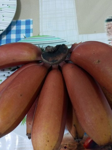 Banana vermelha muda grande