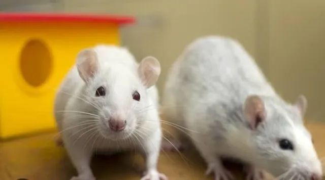 Ratos mercol dumbo  - Foto 4