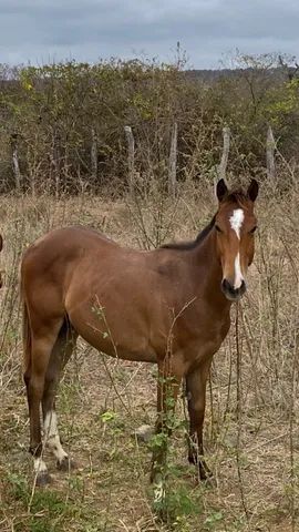 Fundo Cavalo Marrom Olha Para O Que Está Na Frente Dele Fundo, Fotos De  Cavalo Quarto De Milha, Cavalo, Animal Imagem de plano de fundo para  download gratuito