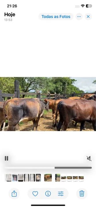 25 Novilhas girolando por R$61,500 e pra vender e nao trocat - Foto 4