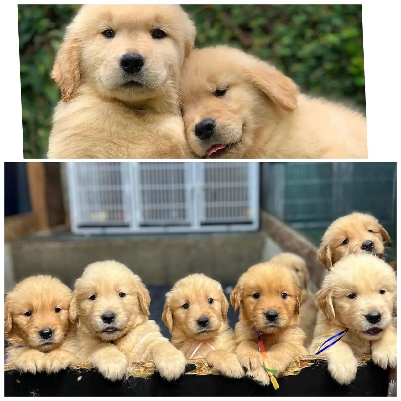 Golden Retriever - filhotes disponíveis ambos os sexos / Parc. 12x -  Cachorros e acessórios - Centro, Vitória 1323200976 | OLX