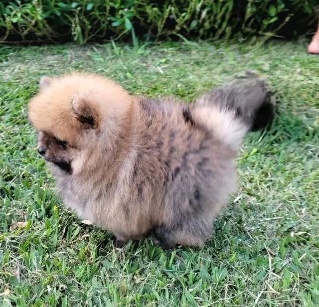 Spitz Alemão de Qualidade - Foto 2