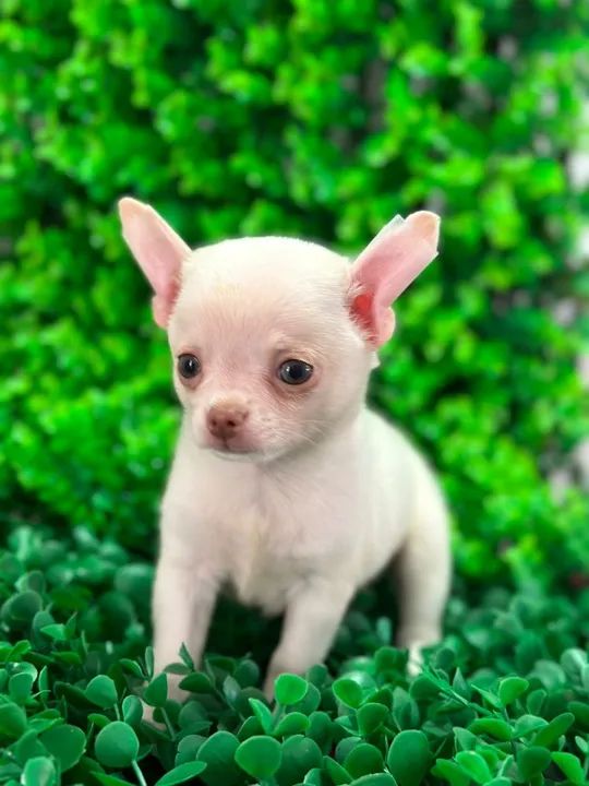 Chihuahua macho micro Pêlo curto olhos claros e nariz marrom  - Foto 2