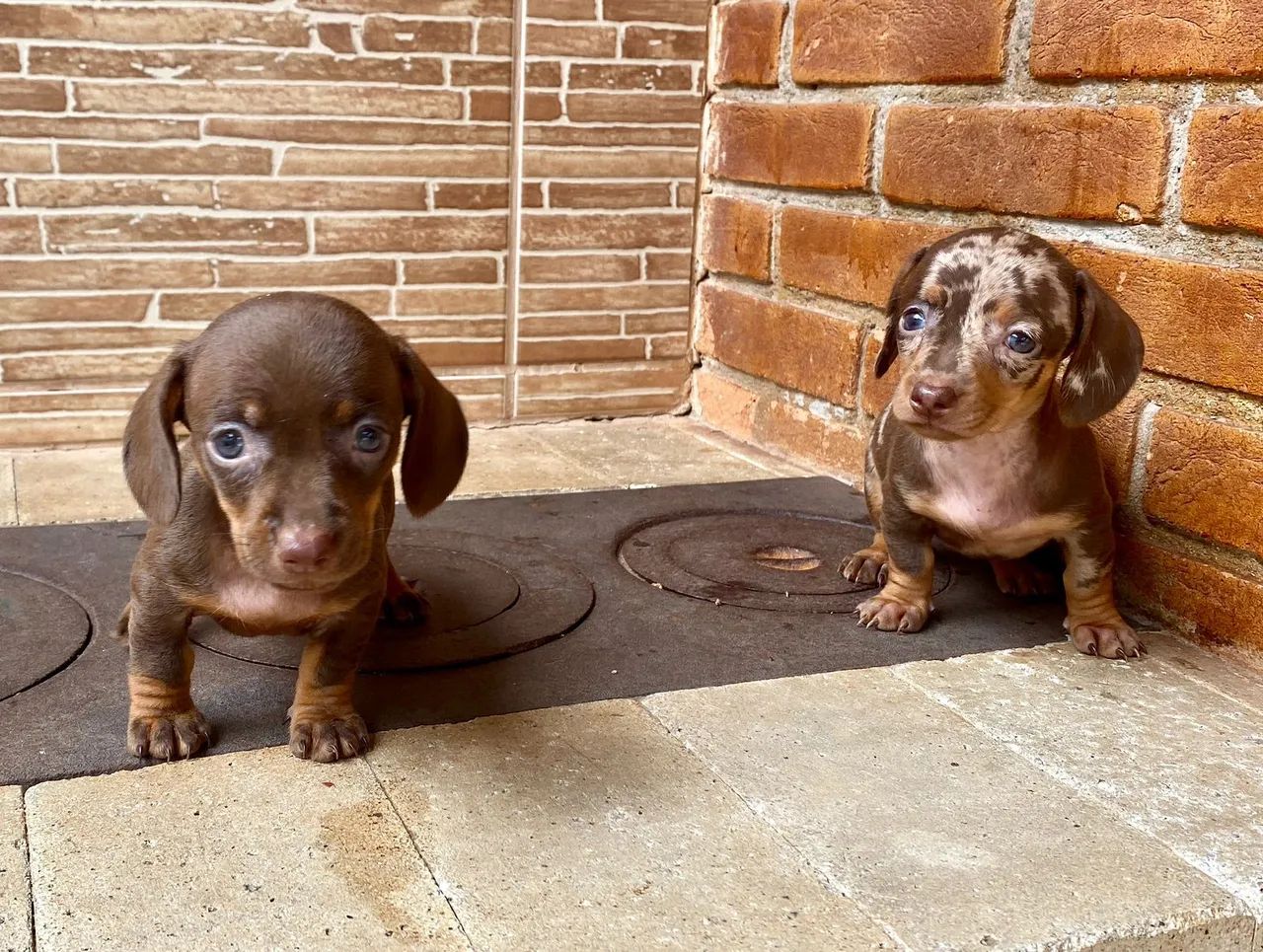 Teckel chocolate e arlequim Vacinado e Vermifugado 
