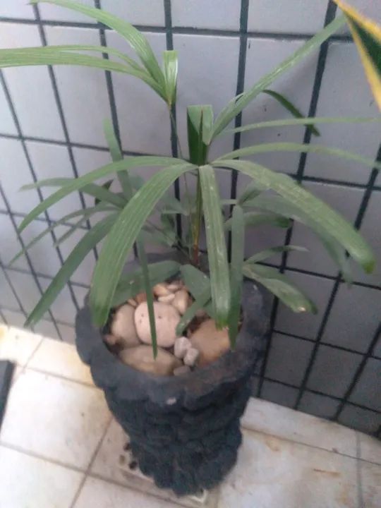 Planta ornamental no vaso 40x30 ou vaso taça  - Foto 2