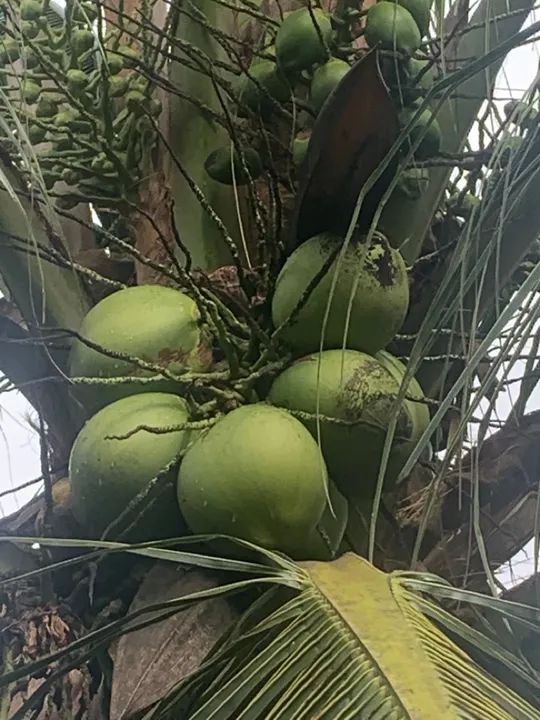 mudas de coqueiro anão  - Foto 2