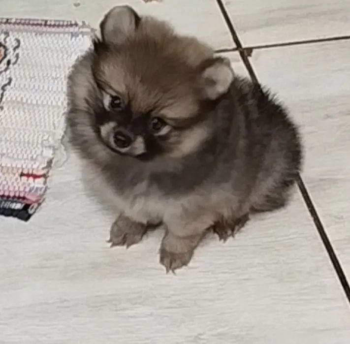 Pomerânia fêmea minuscula
