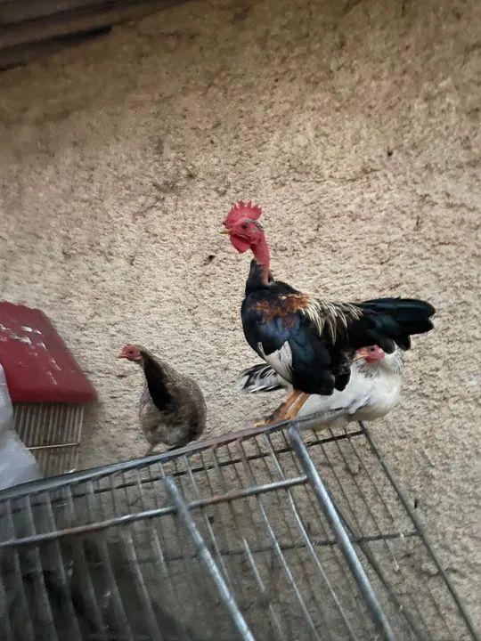 Galize pescoço pelado e tenho as galinhas nakasaki  - Foto 2