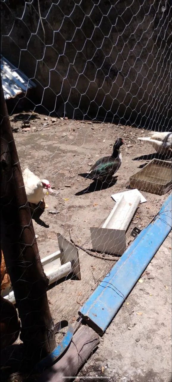 5 patos (4 fêmeas e 1 macho) - Foto 2