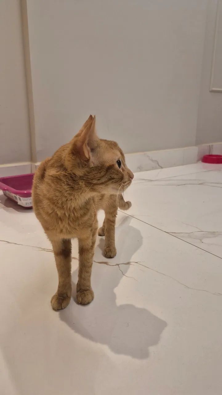 Gato para adoção  - Foto 2