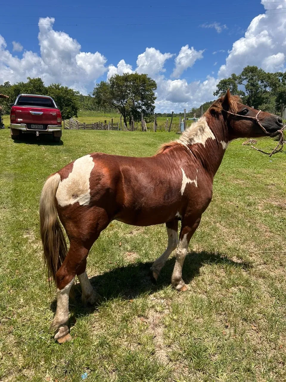 Vendo cavalo pônei