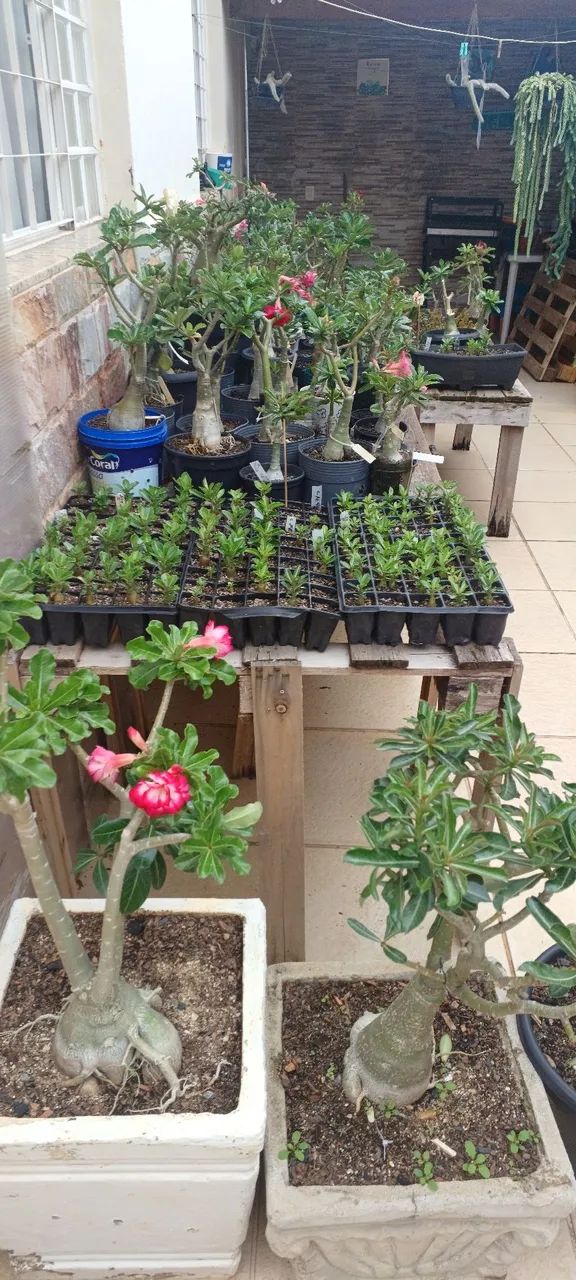 Rosas do deserto  - Foto 2