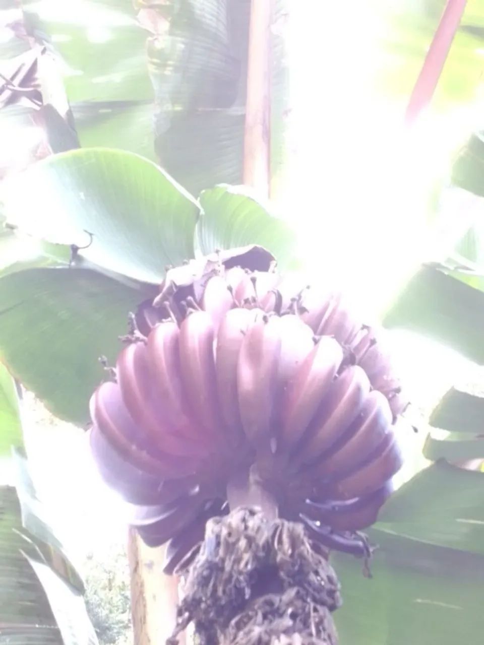 Mudas de bananas 