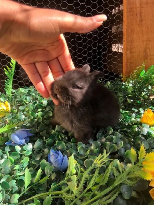 Filhote de coelho anão da raça netherland dwarf black - macho linhagem importada  - Foto 2
