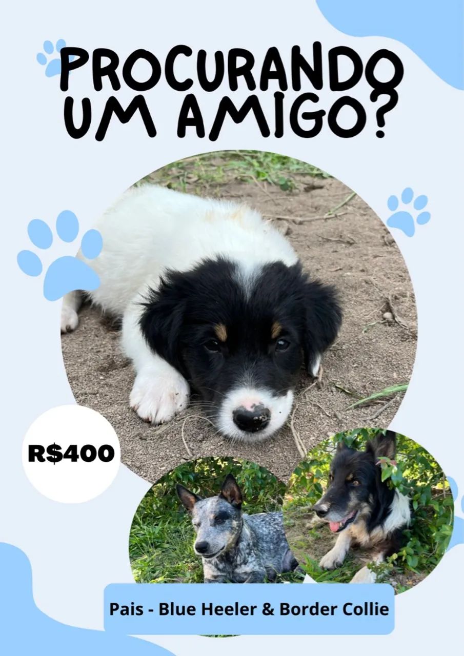 Border collie com Blue Heeler, filhotes 