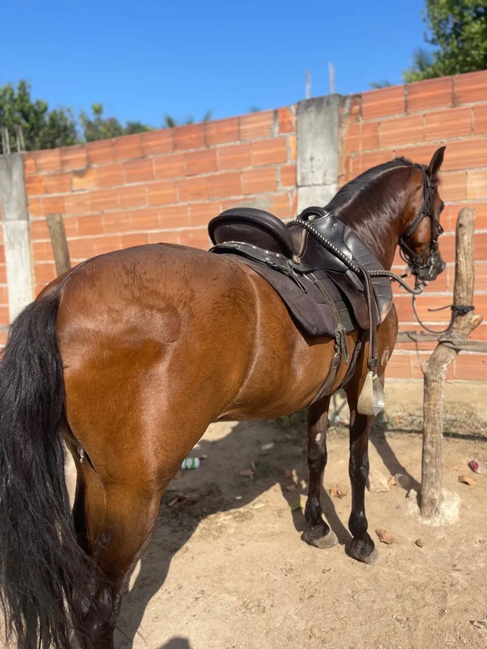 Cavalo Mangalarga Marchador  - Foto 2
