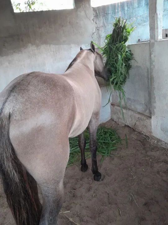 Cavalo Mangalarga Marchador - Animal de Excelente Linhagem - Foto 2