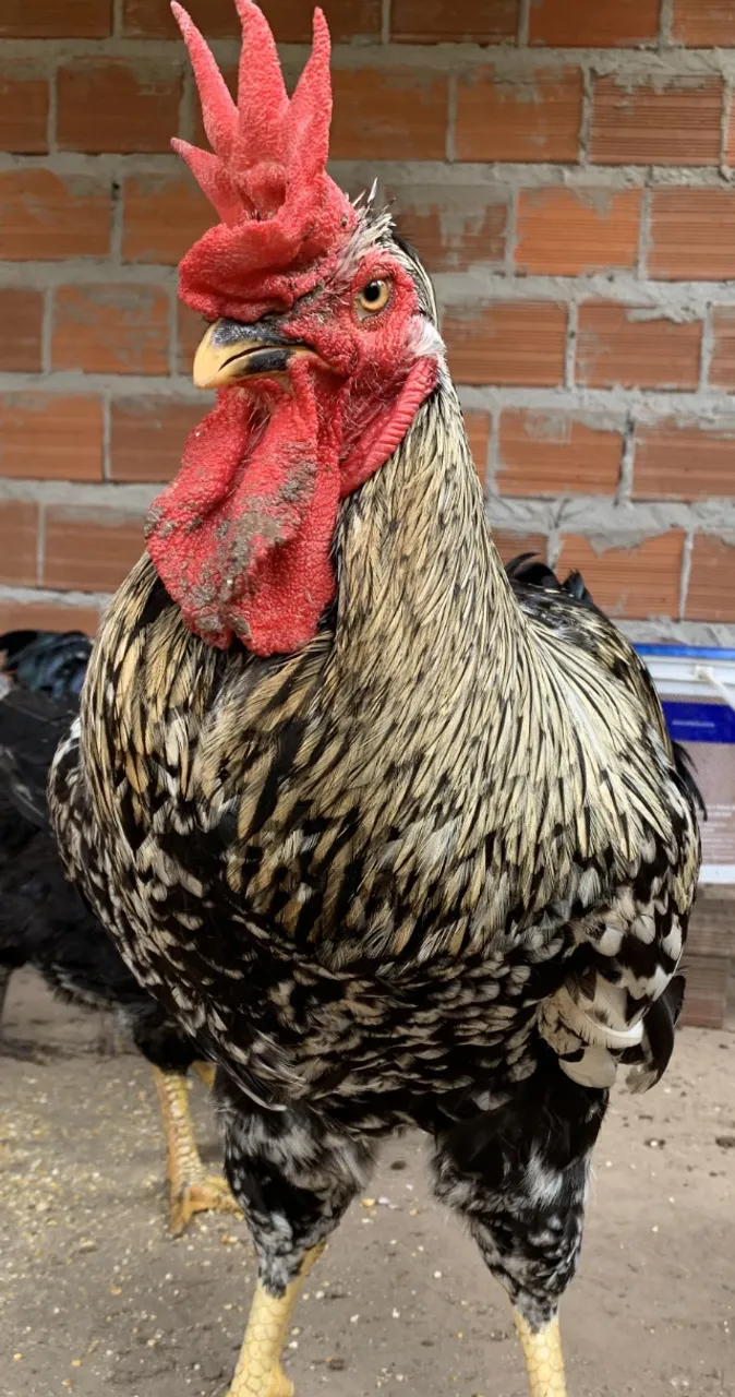 Ovos Férteis da Galinha Sertaneja Balão (GSB) - A Gigante do Sertão!