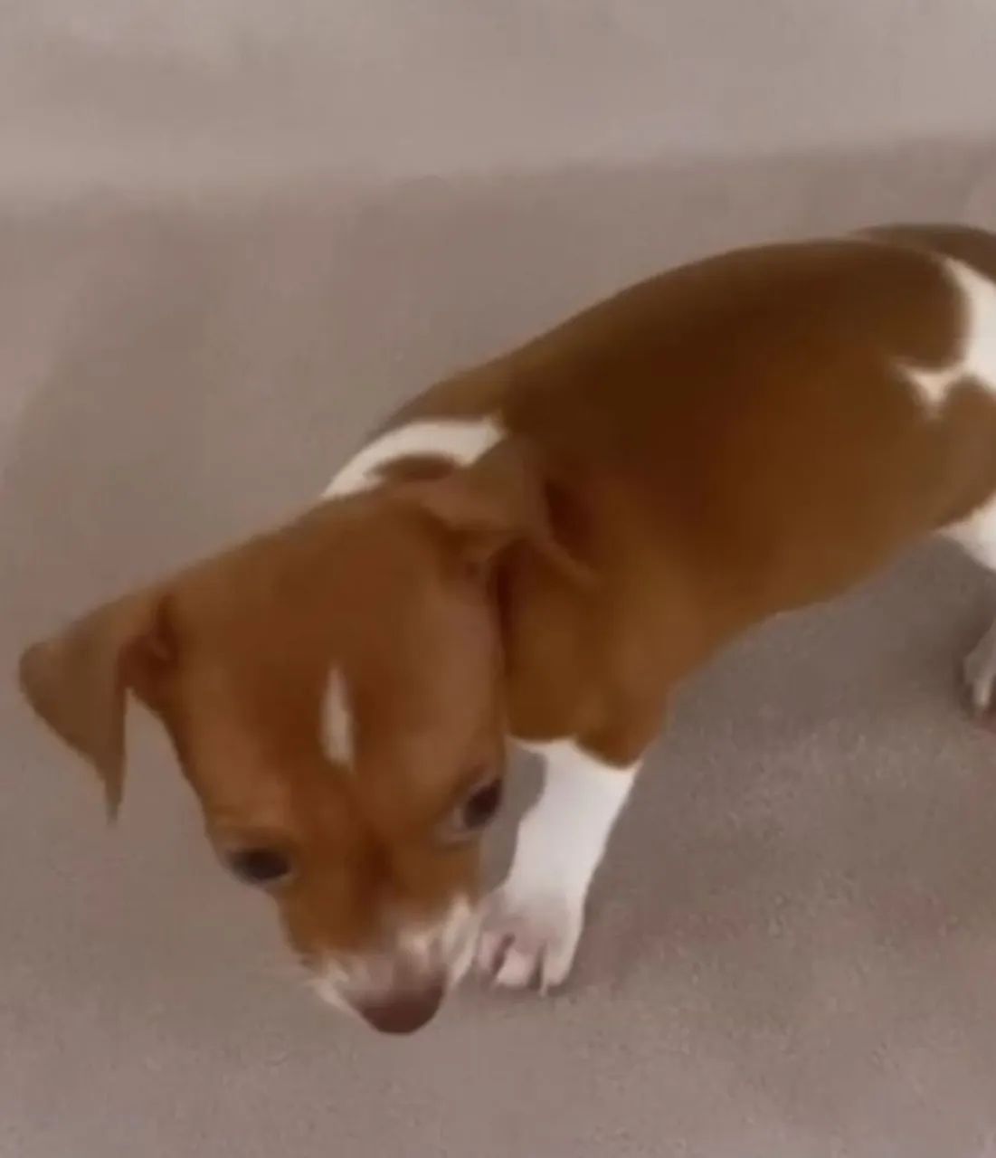 Pincher macho - Foto 2