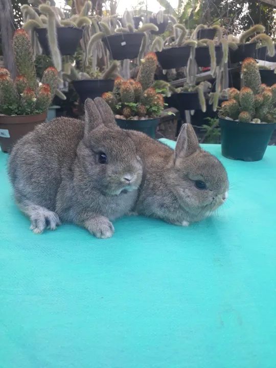 Coelho anão importado Agouti  - Foto 3