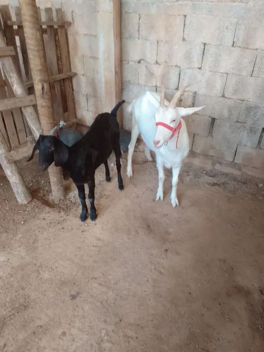 Cabras para venda - Foto 3