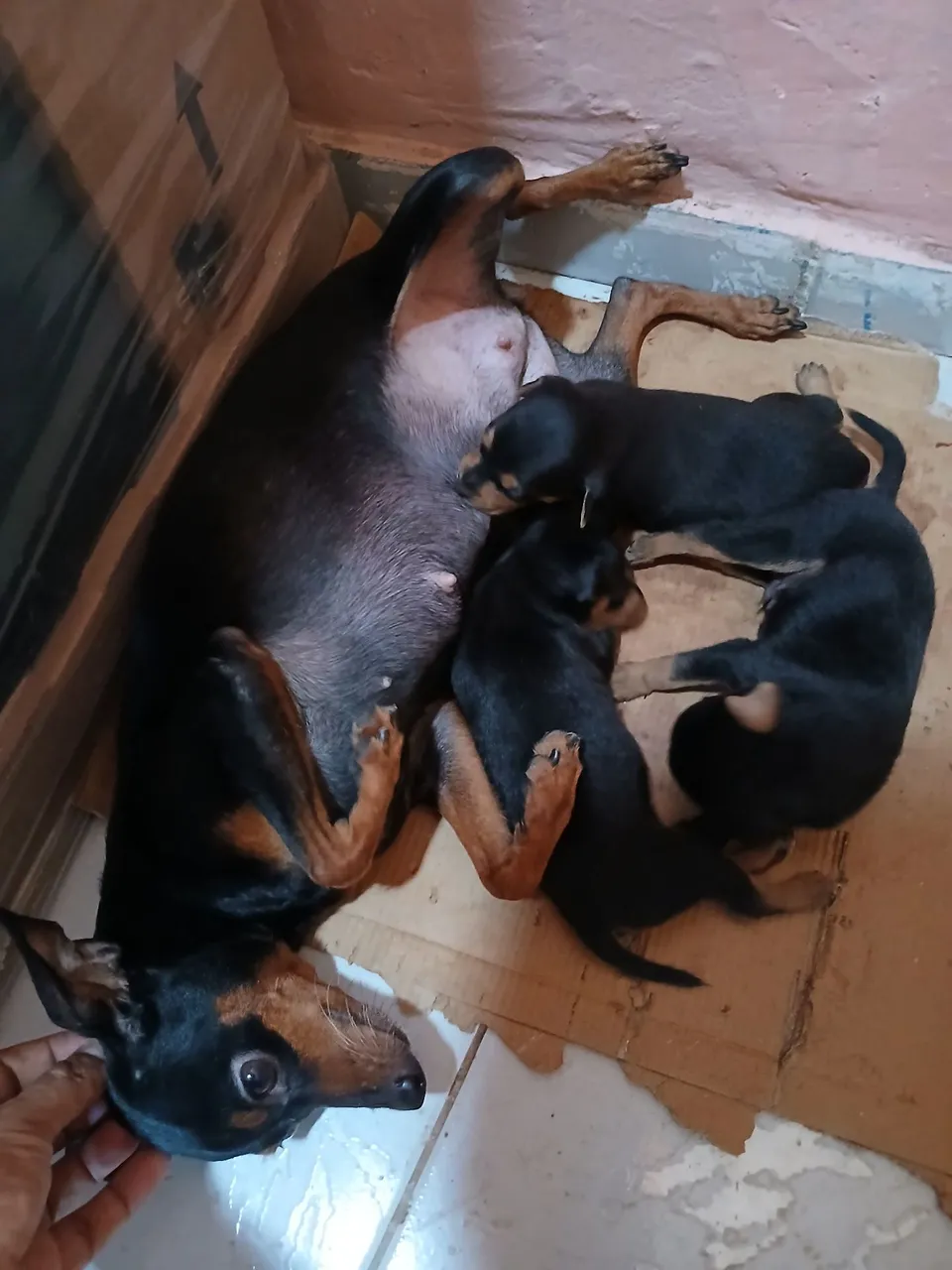 Cachorro pincher