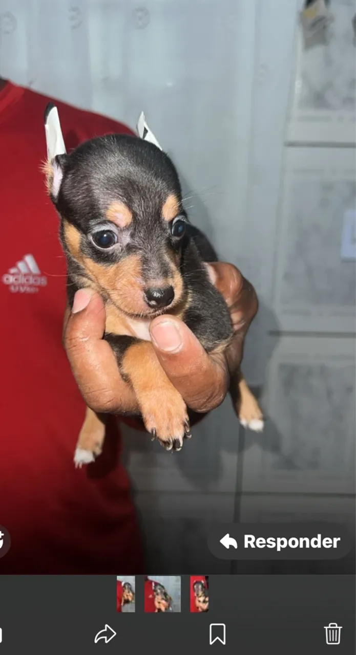 Pinscher 0