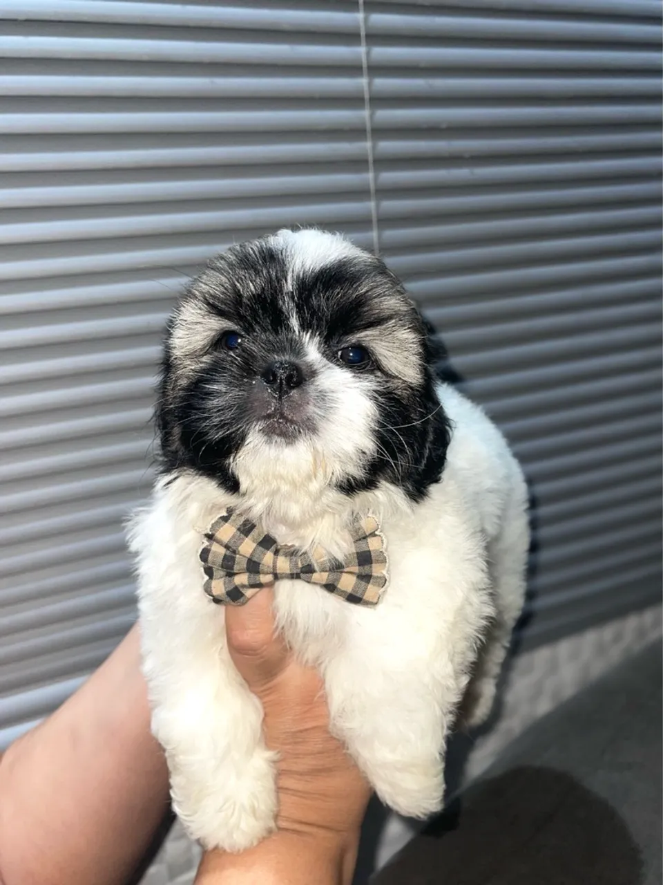Lindo Filhote de Shihtzu Saudável