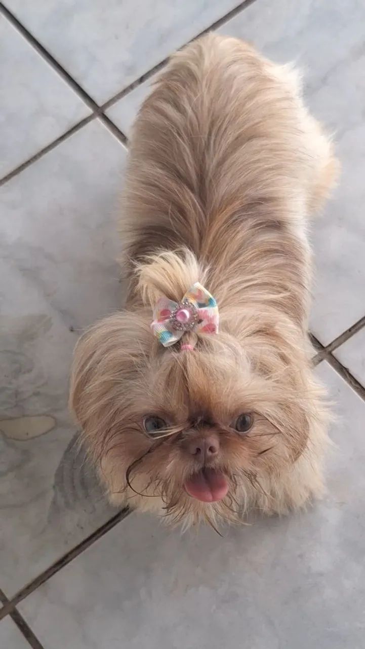 BELÍSSIMA FÊMEA SHIH TZU (LIMEIRA/SP)