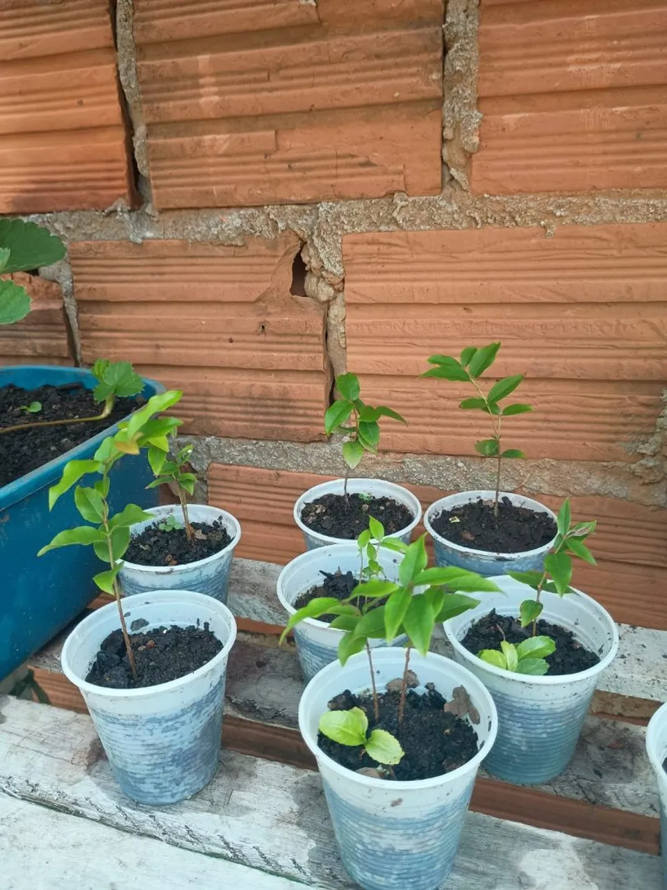 Mudas de Jabuticaba prontas para plantar