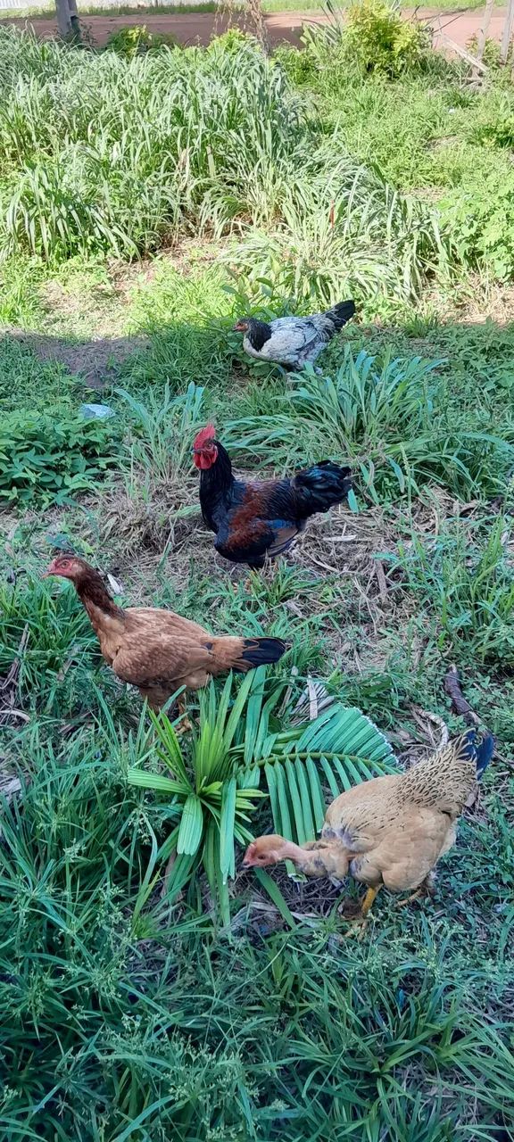Vendo essas Galinhas - Foto 4