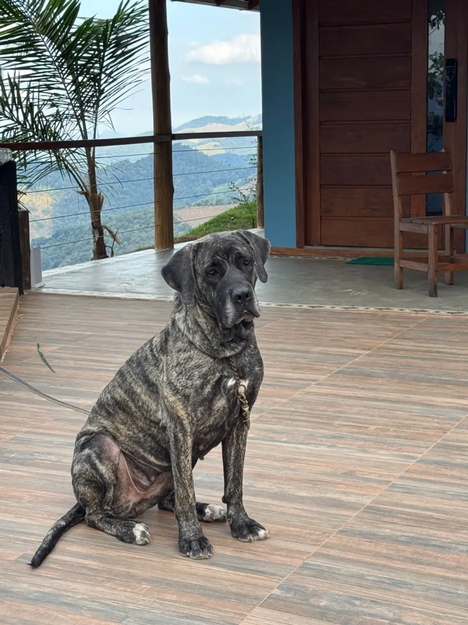 Mastiff Inglês Fêmea Pedigree CBKC