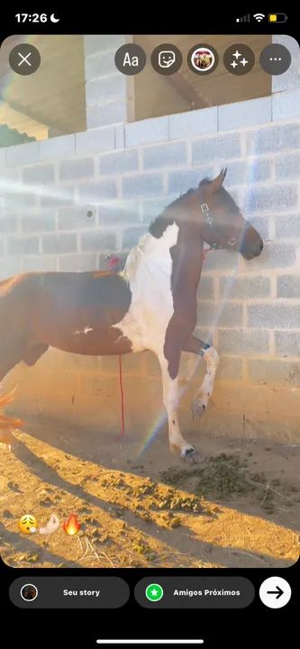 Égua para venda ou rolo - Foto 3