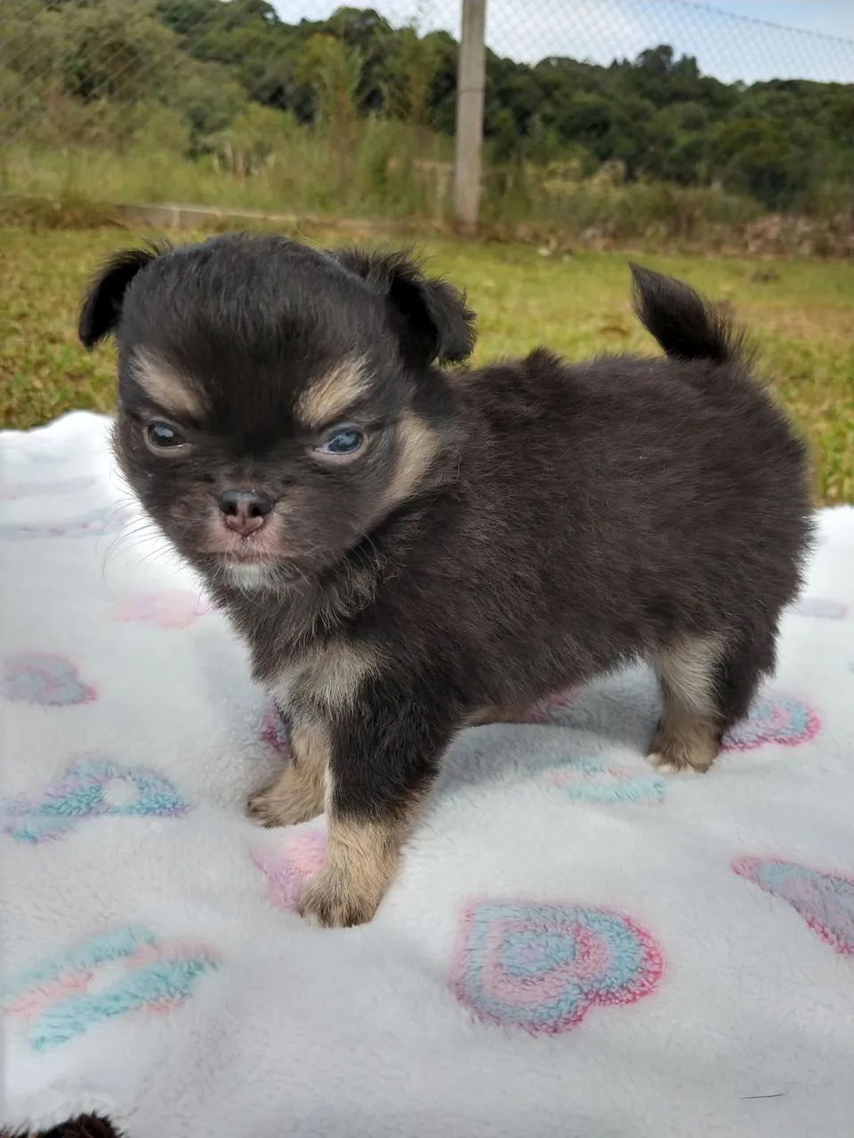 Chihuahua canil especializado Passo Fundo e região canil  - Foto 6