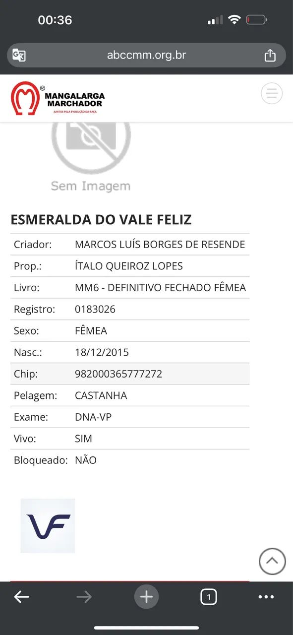 Égua mangalarga Extra - Foto 4