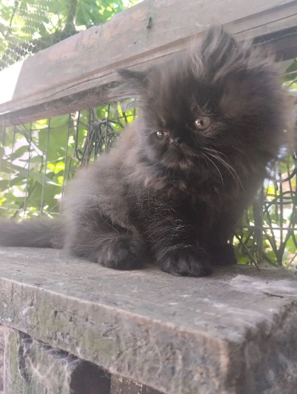 Filhotes Persas  - Foto 3