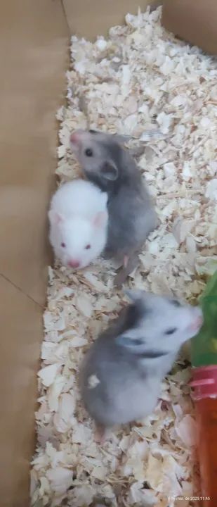 11 hamsters fofinhos! - Foto 3