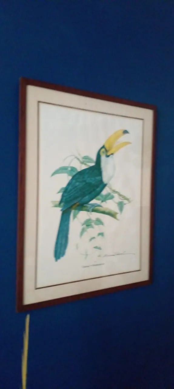 Quadro tucano - Foto 4