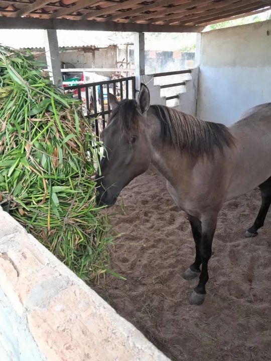 Cavalo Mangalarga Marchador - Animal de Excelente Linhagem - Foto 3
