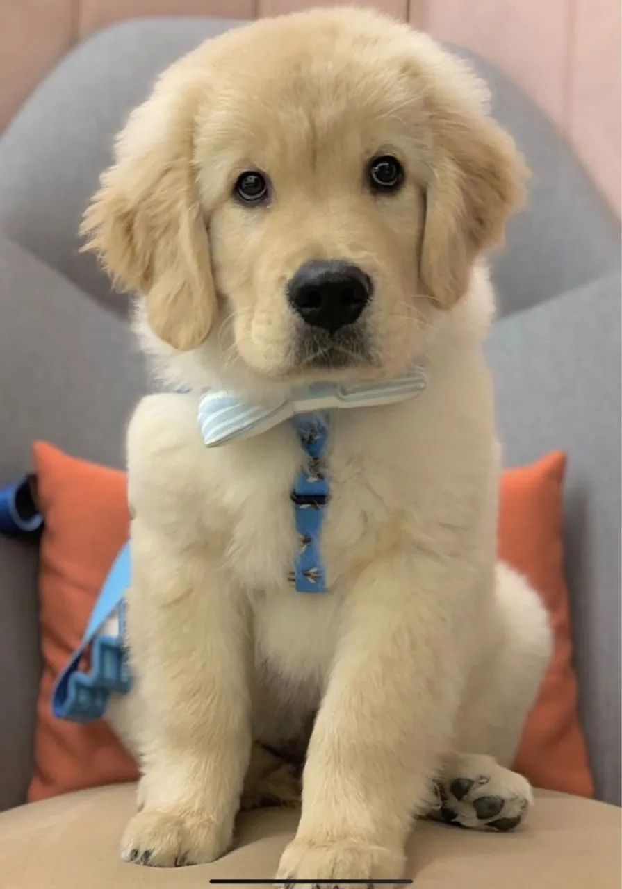 Golden Retriever - Um companheiro fiel para toda a vida 