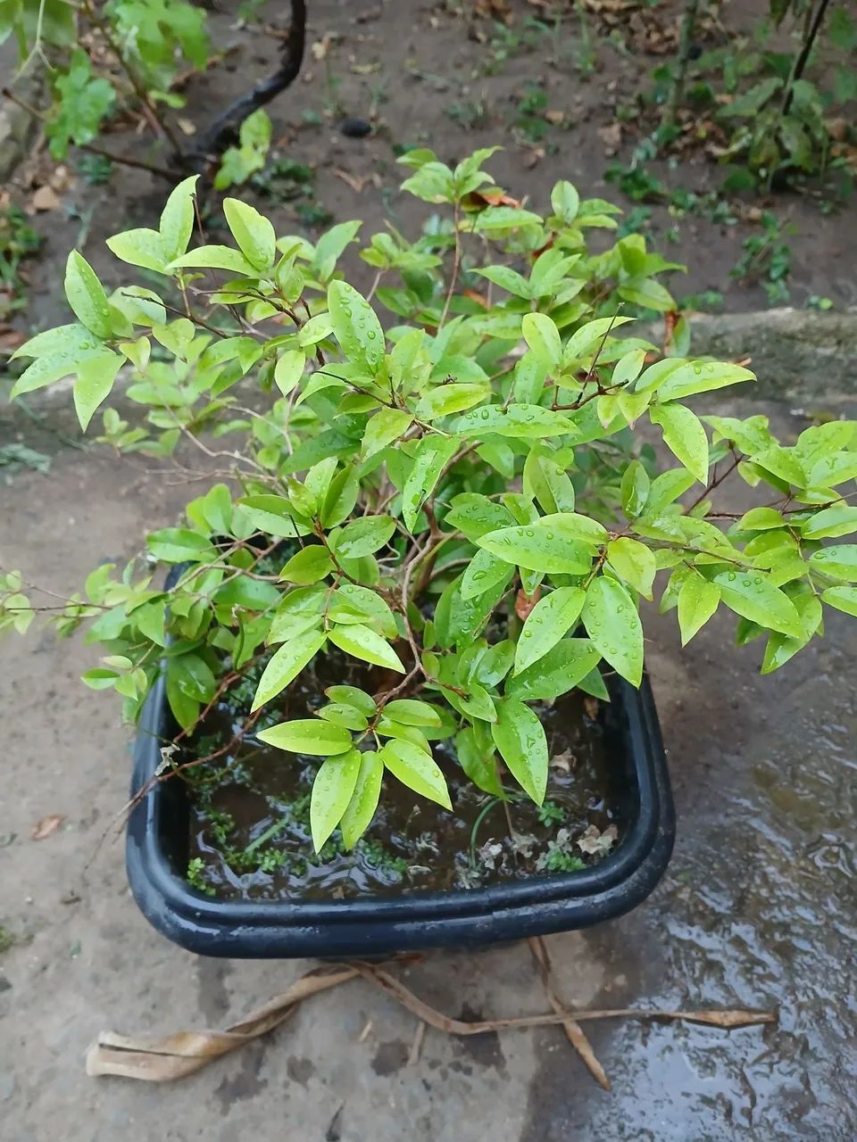 Mudas Jabuticaba Sabará 