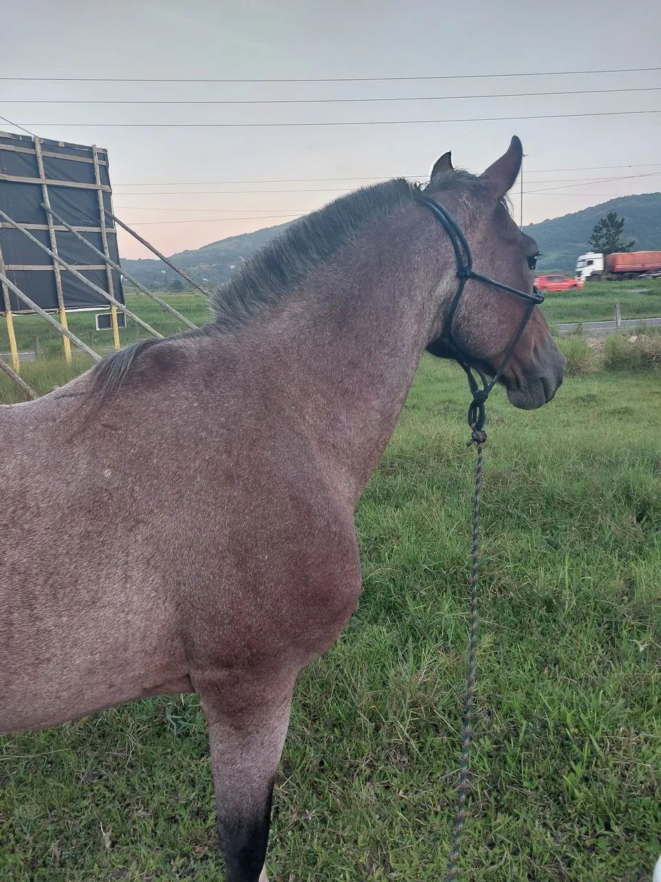 Cavalo crioulo 