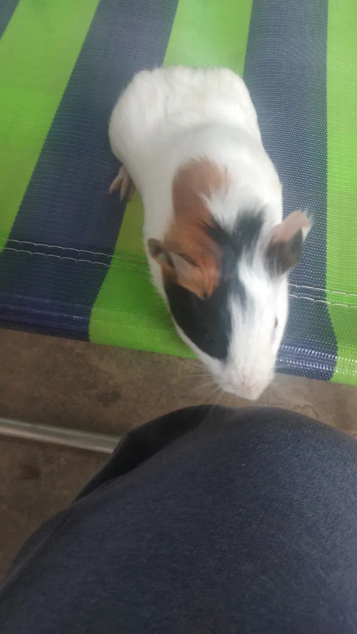 Porquinho da india