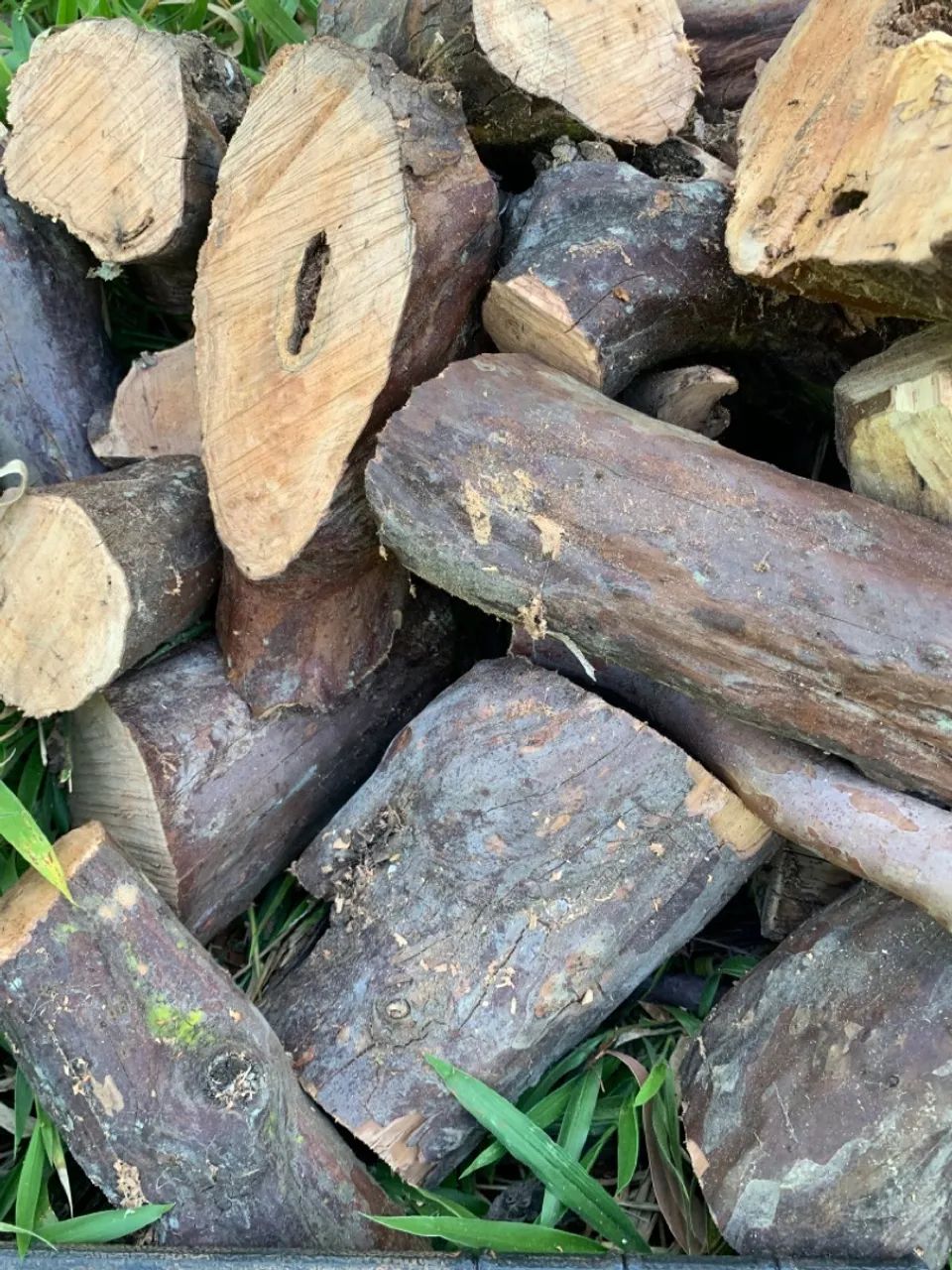 Lenha de goiabeira, frutífera 