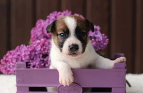 Filhotes de Jack Russell Pequeno, Leais e Muito Brincalhões