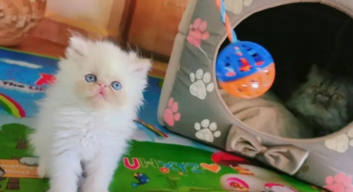 Gato persa, Himalaio 2 fêmeas brancas red point e 2 machos blue e seal - Foto 2