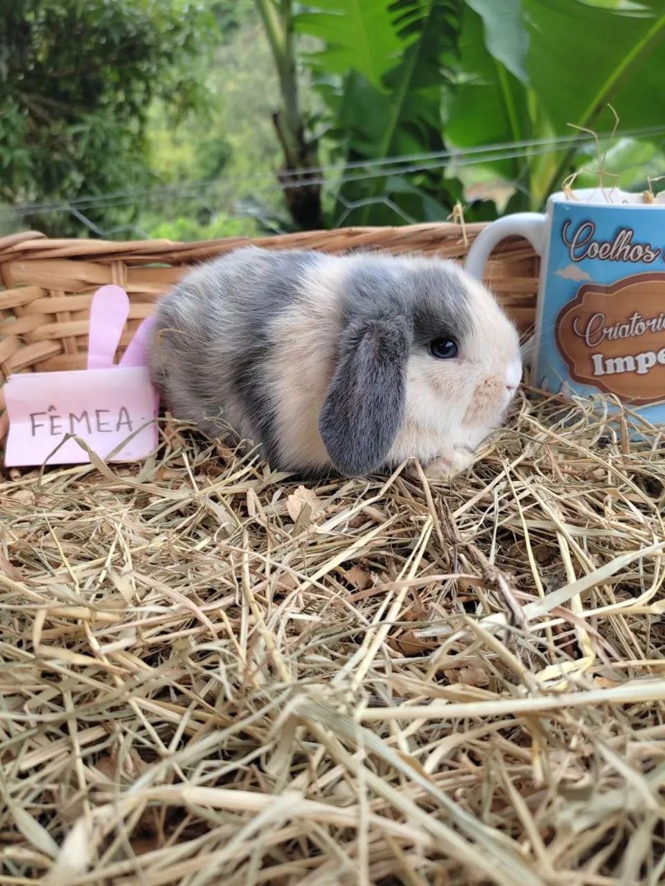 Coelhos de Raça - Criatório legalizado (Mini, Anões e Gigantes) - Foto 4