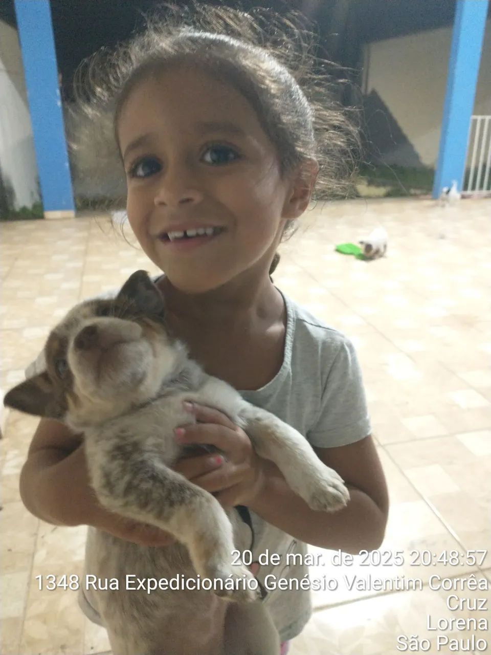 Filhote de BLUE HELLER/ AUSTRALIAN CASTLE DOG/ BOIADEIRO AUTRALIANO - Foto 3