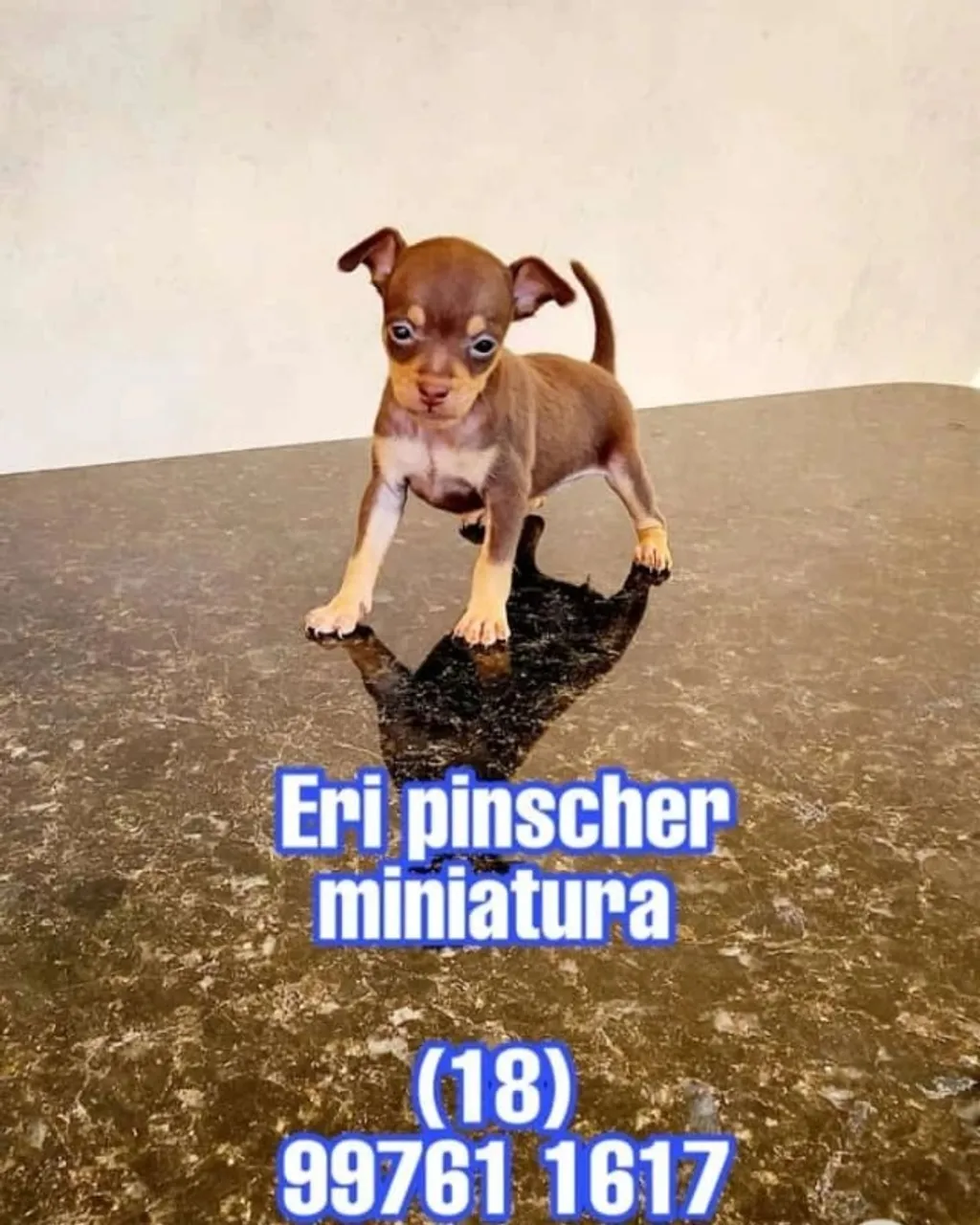 Pinscher Miniatura